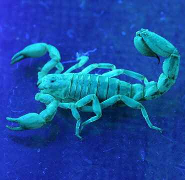 kill scorpions blacklight